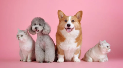 talk to animals