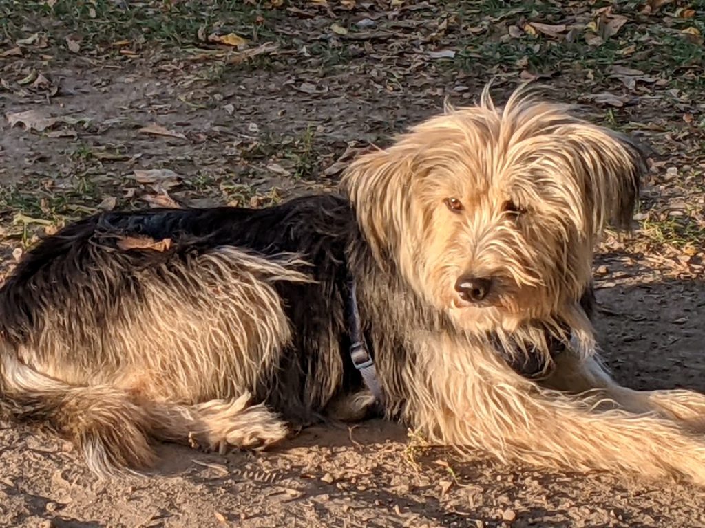 rescued dogs