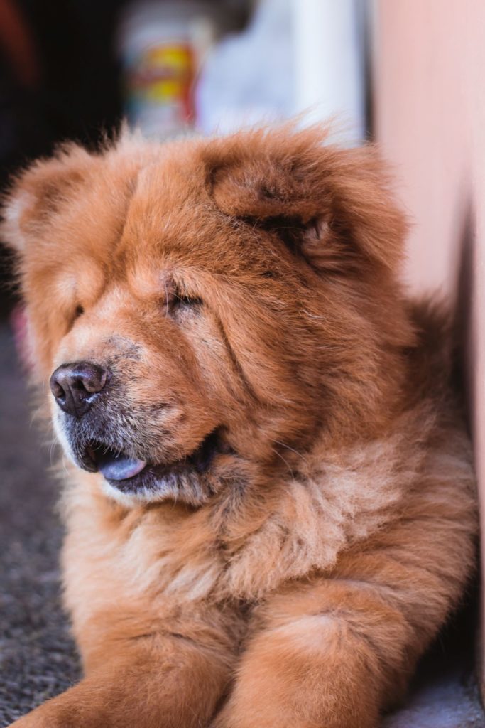 rescued dogs 3