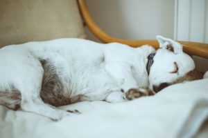rescued dogs 4