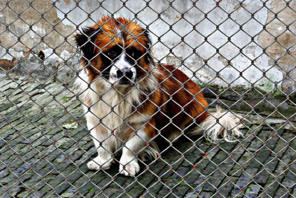 rescued dogs 2