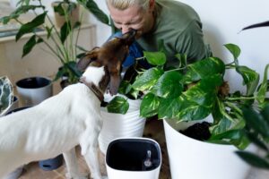 pet emergencies 2