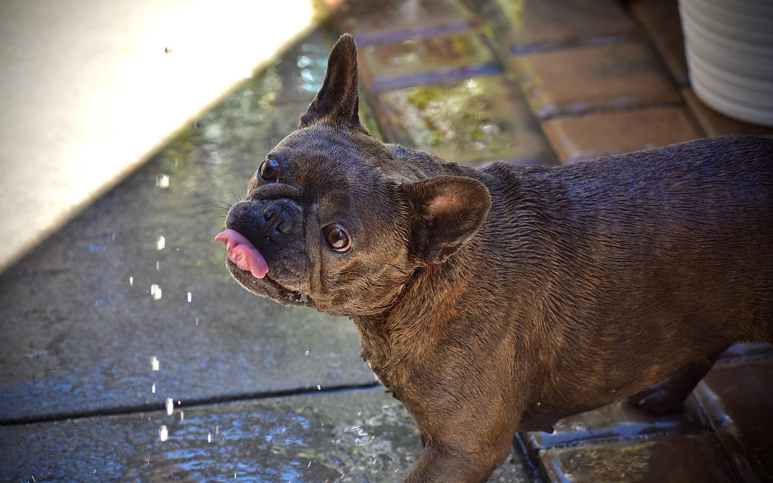 pet emergencies 3