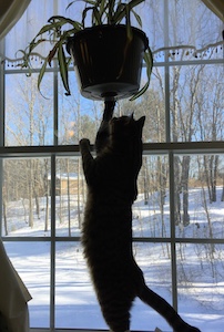 Rumery inspecting plant