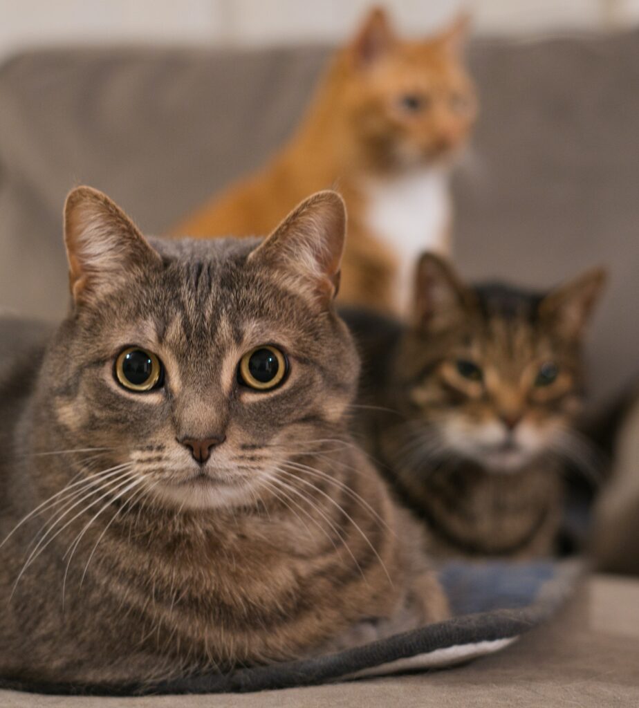 Animals want to communicate with you