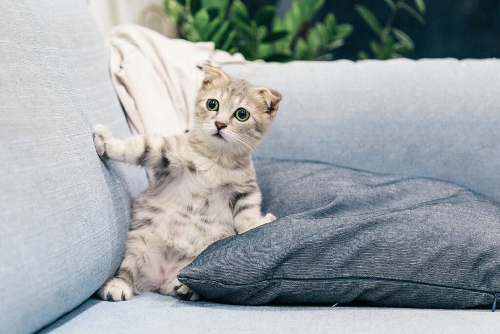 pet behavior problem