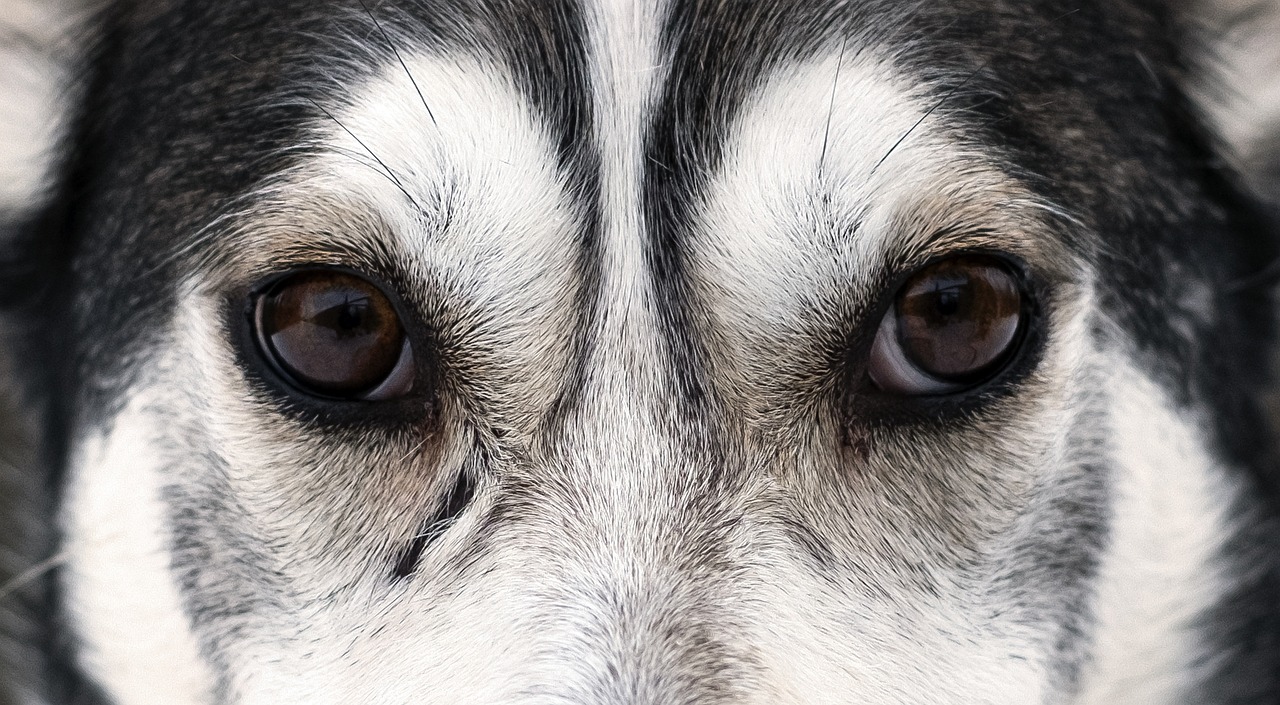 6th sense eyes