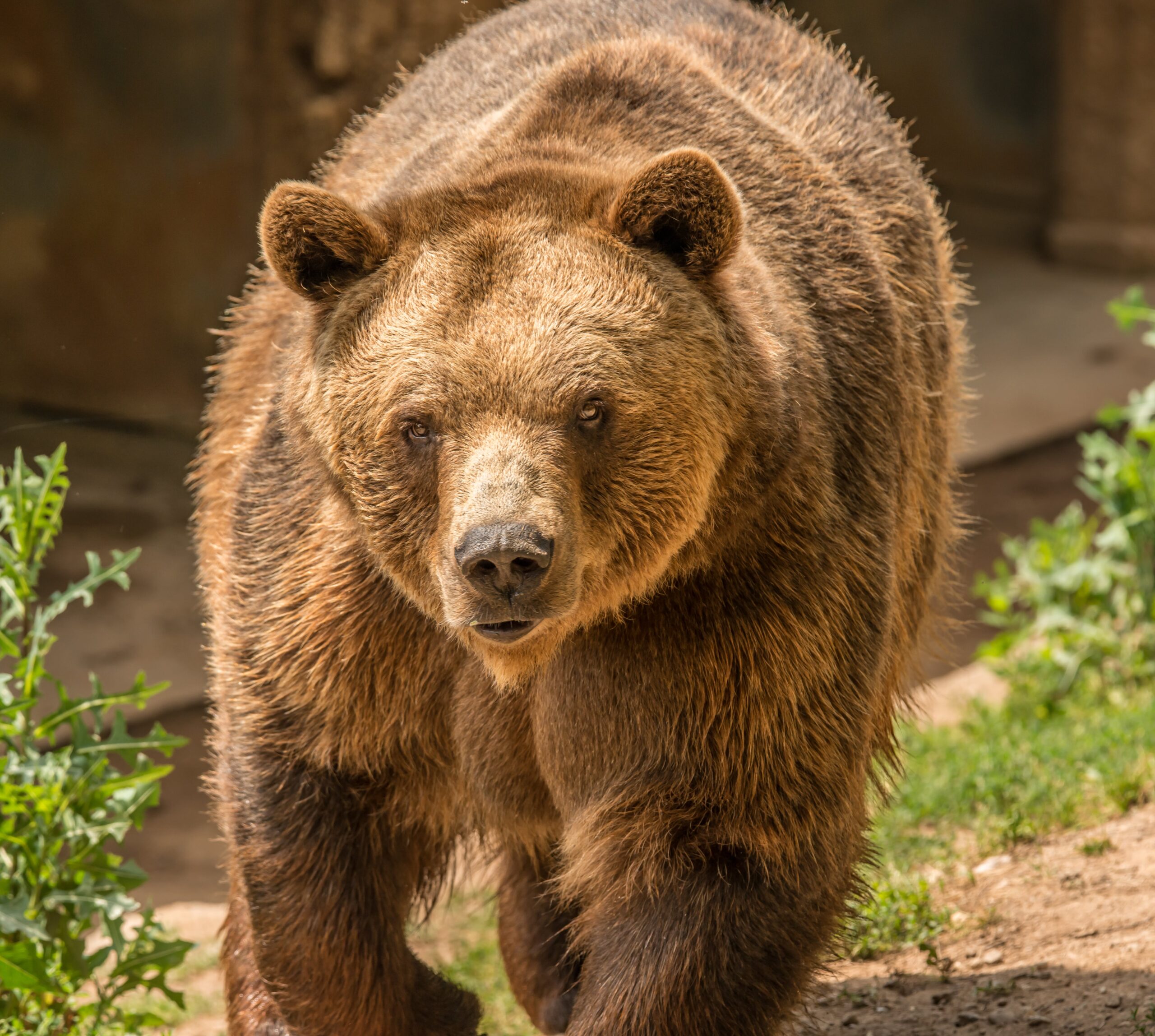 conquer your fears bear