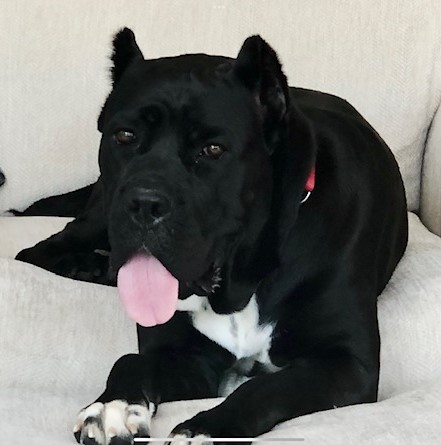 Athena-TerrianeM