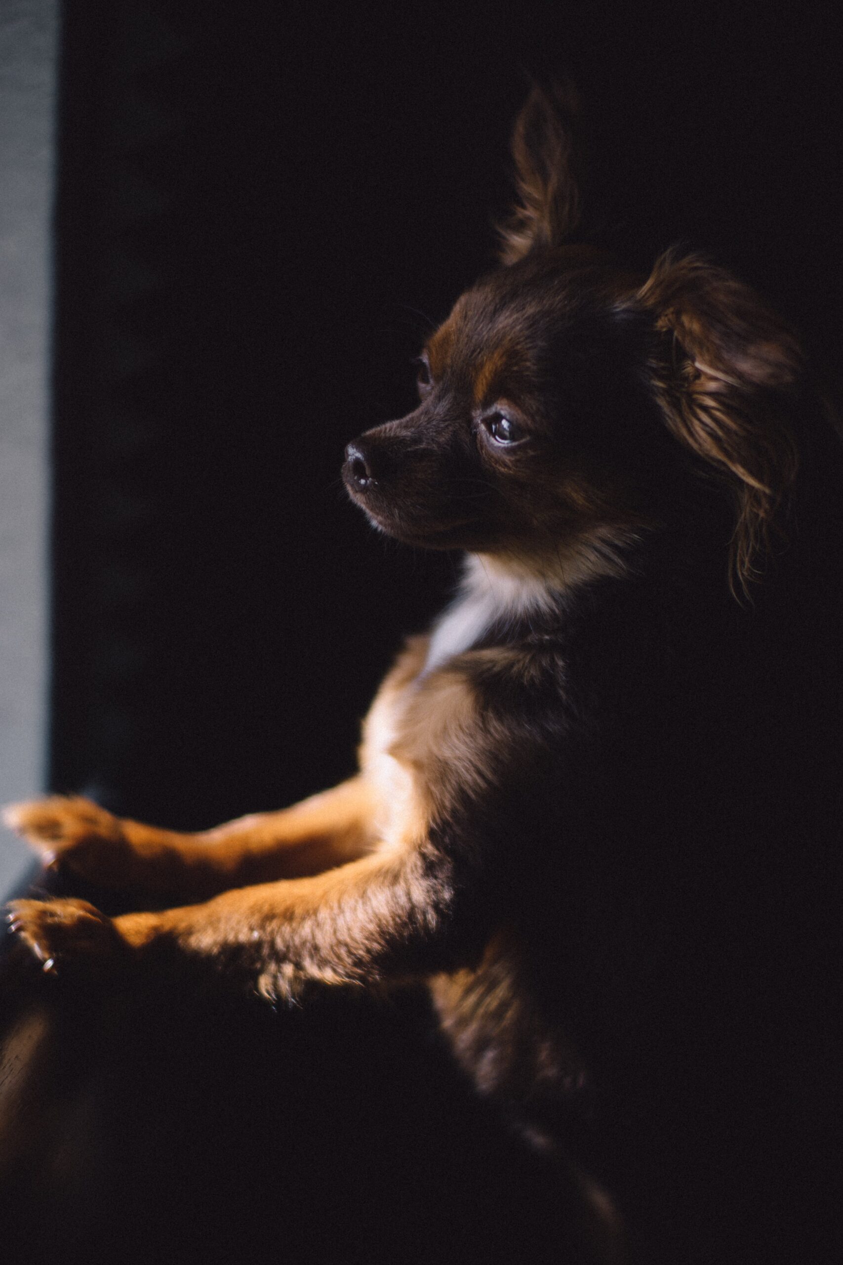 nervous dog 2