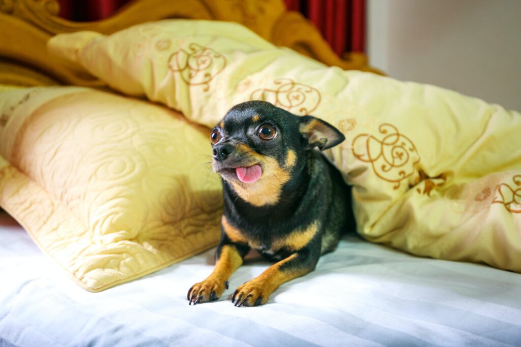 nervous dog