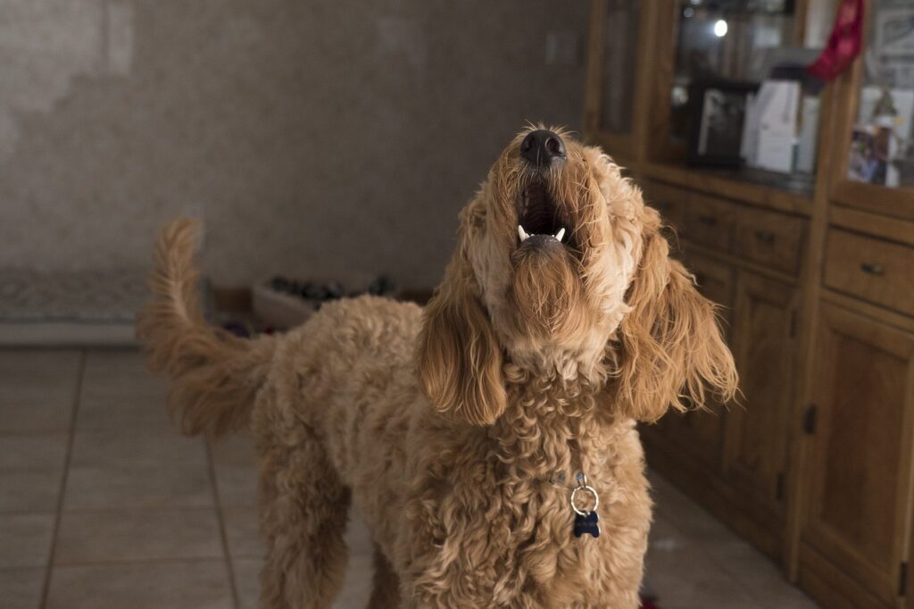 behavior issues barking