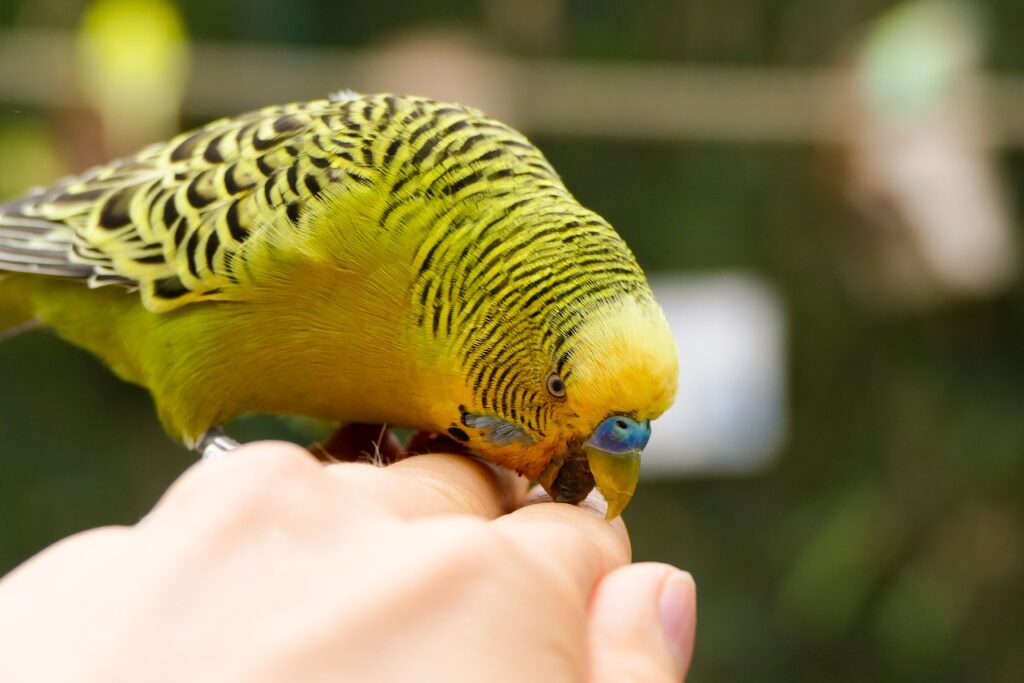 behavior issues budgie