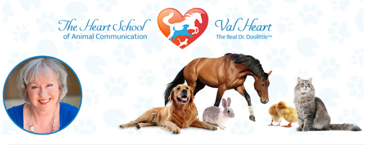 The Heart School of Animal Communication® 