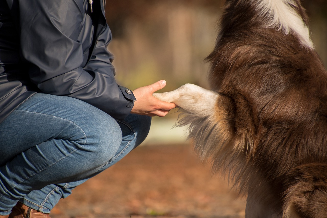 intuition dog