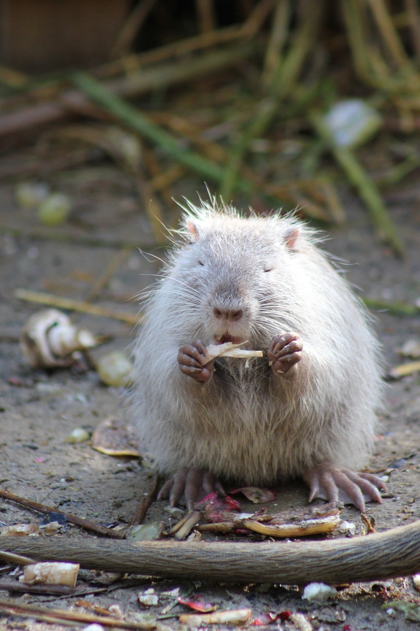 animal communication rat outside