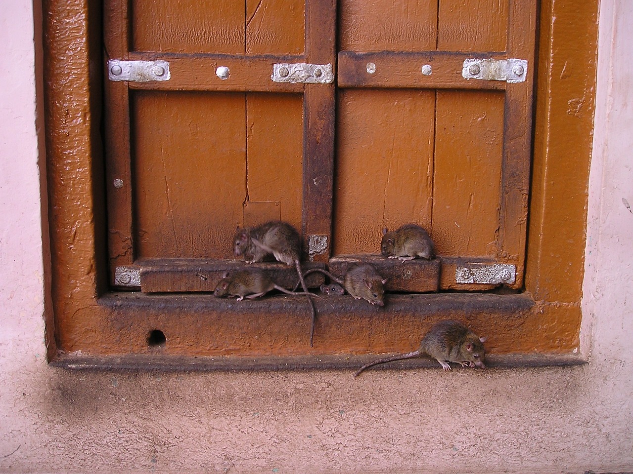 animal communication rats in house