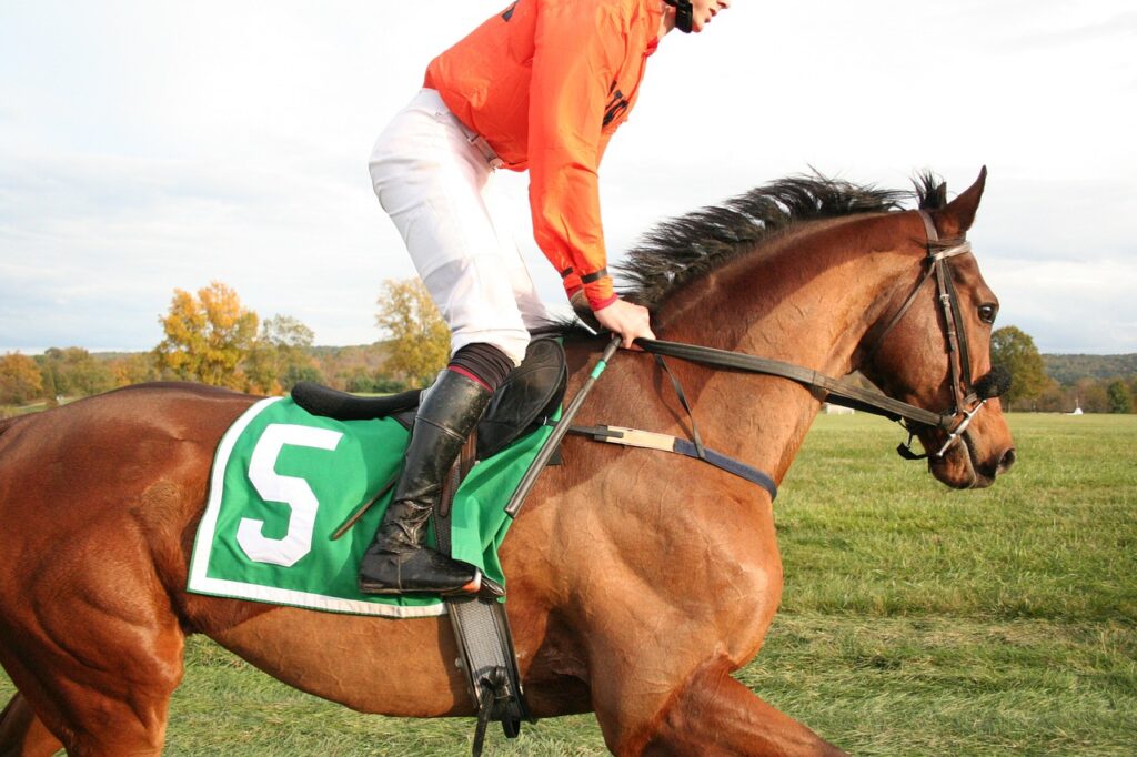 animal communicator horse