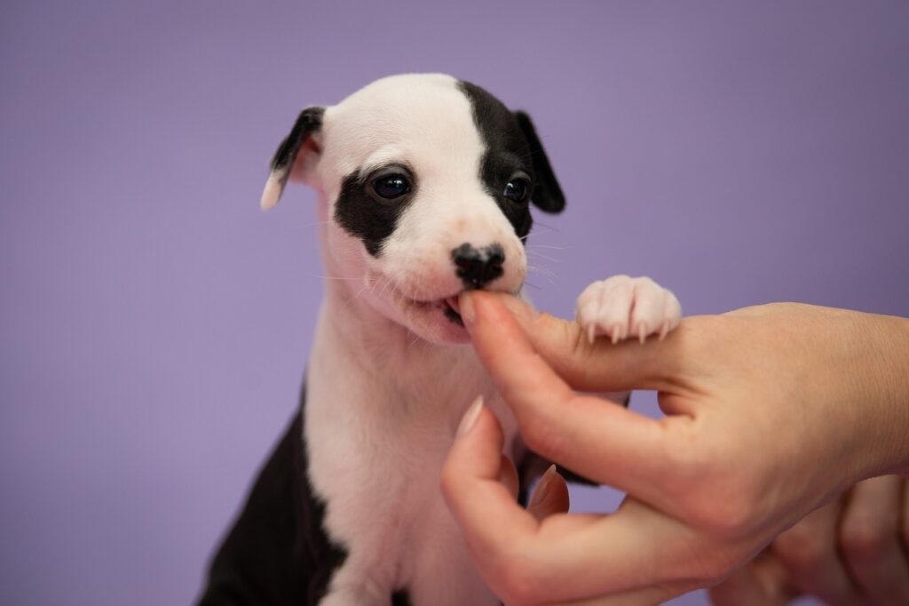 how to give a dog a pill
