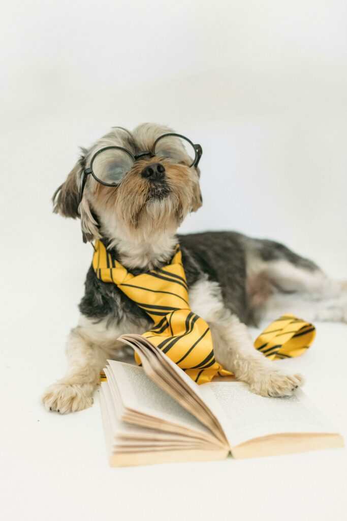 how to give a dog a pill 3b