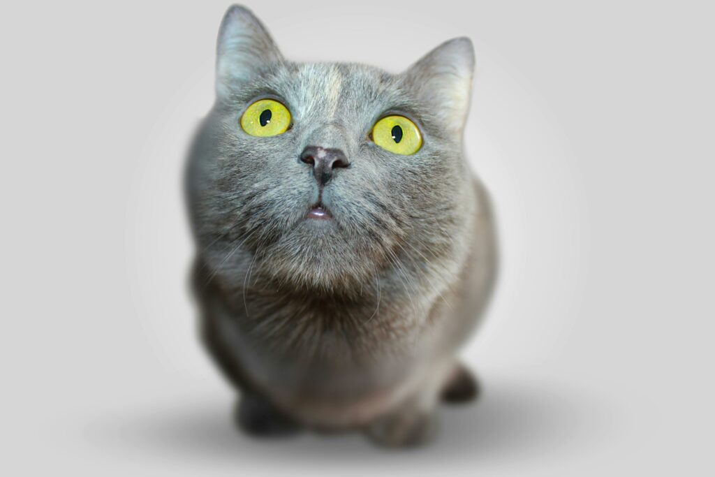 private animal communication session cat