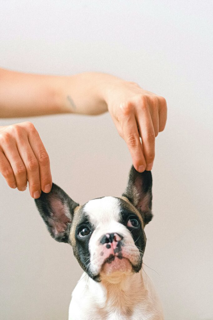 private animal communication session dog