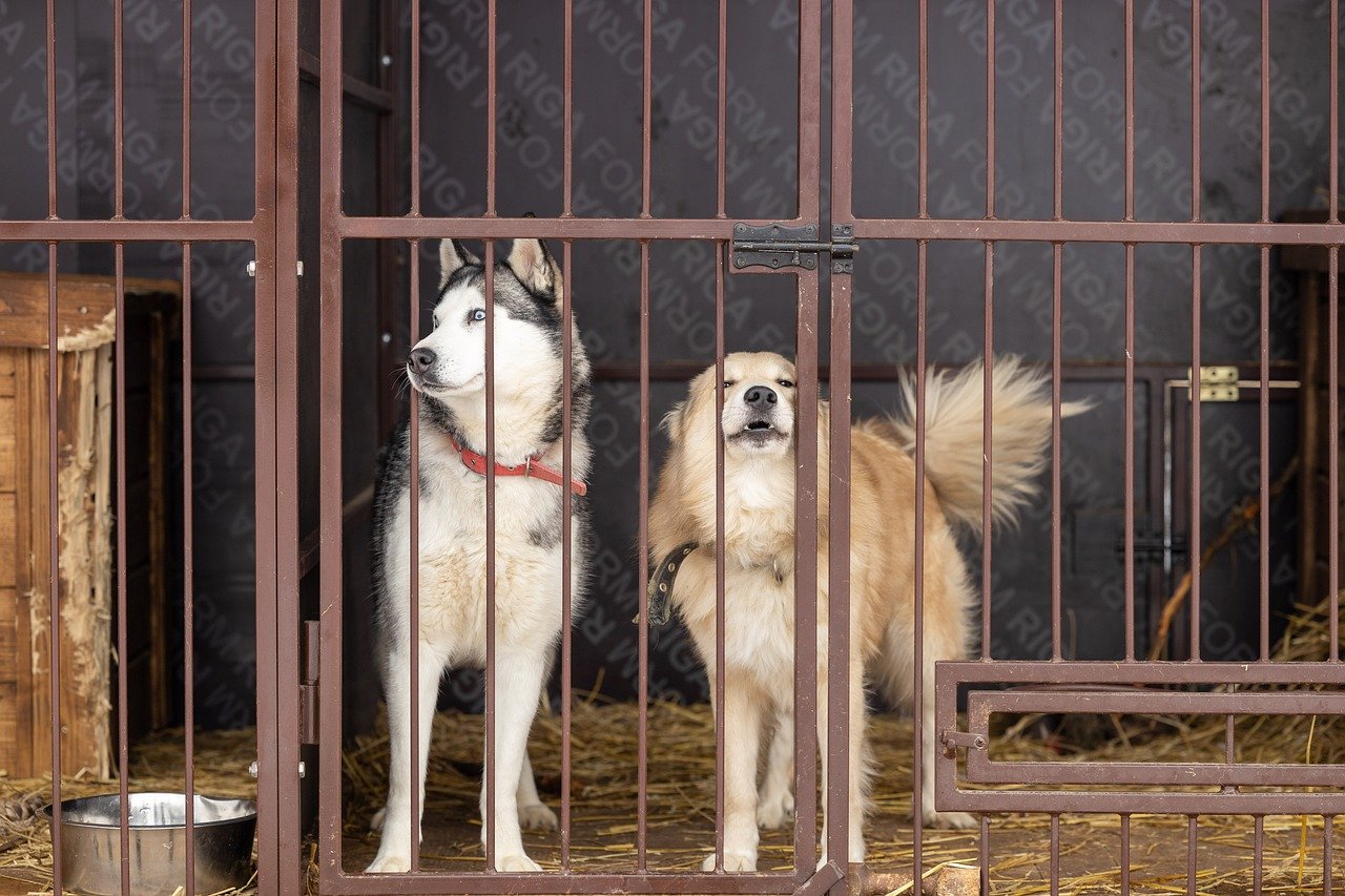 shelter pet healing