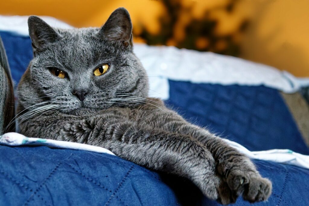 animal communication decide energy