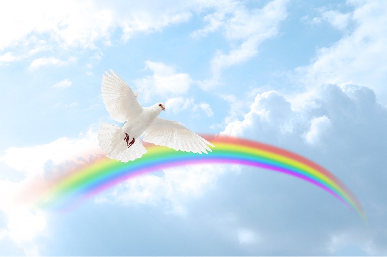 rainbow bridge dove