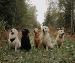 rainbow bridge dogs