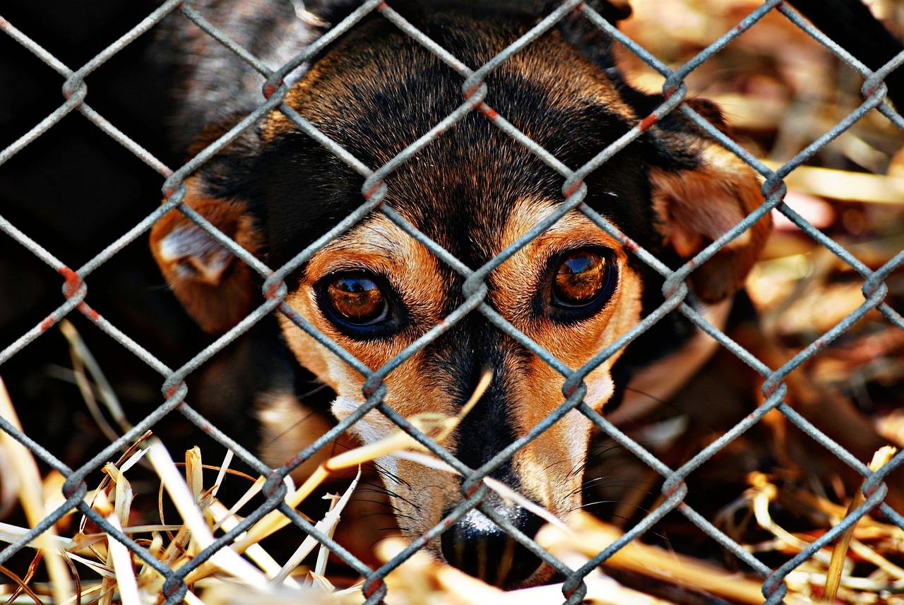 shelter pets