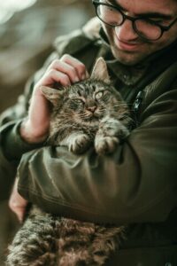 shelter pets cat