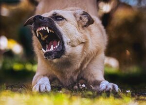 shelter pets biting dog