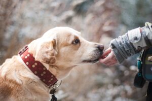 shelter pets dog