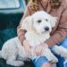 animal communication dog 20240822