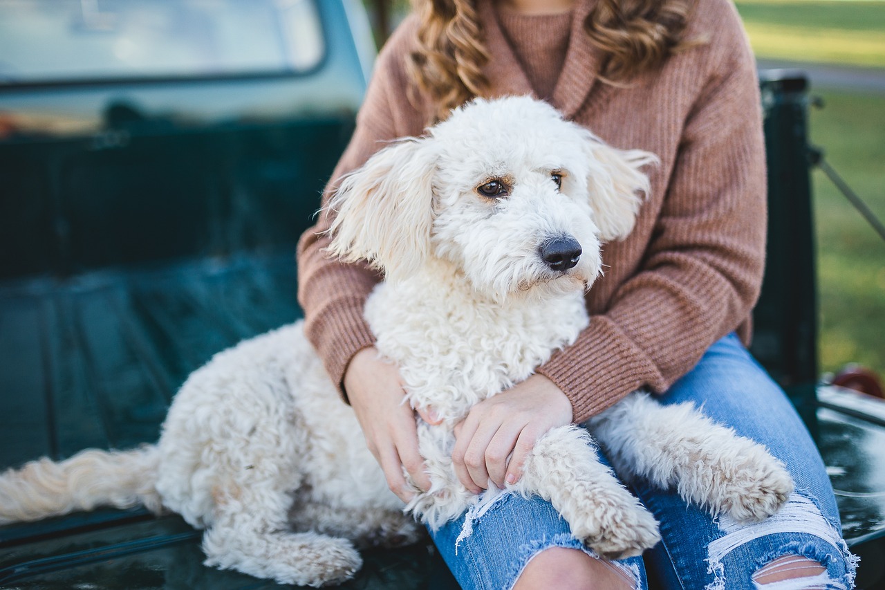 animal communication dog 20240822